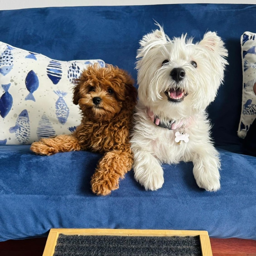 Meet your Posher, Anayda